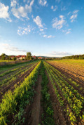 Продава ЗЕМЕДЕЛСКА ЗЕМЯ, с. Мусачево, област София област, снимка 1