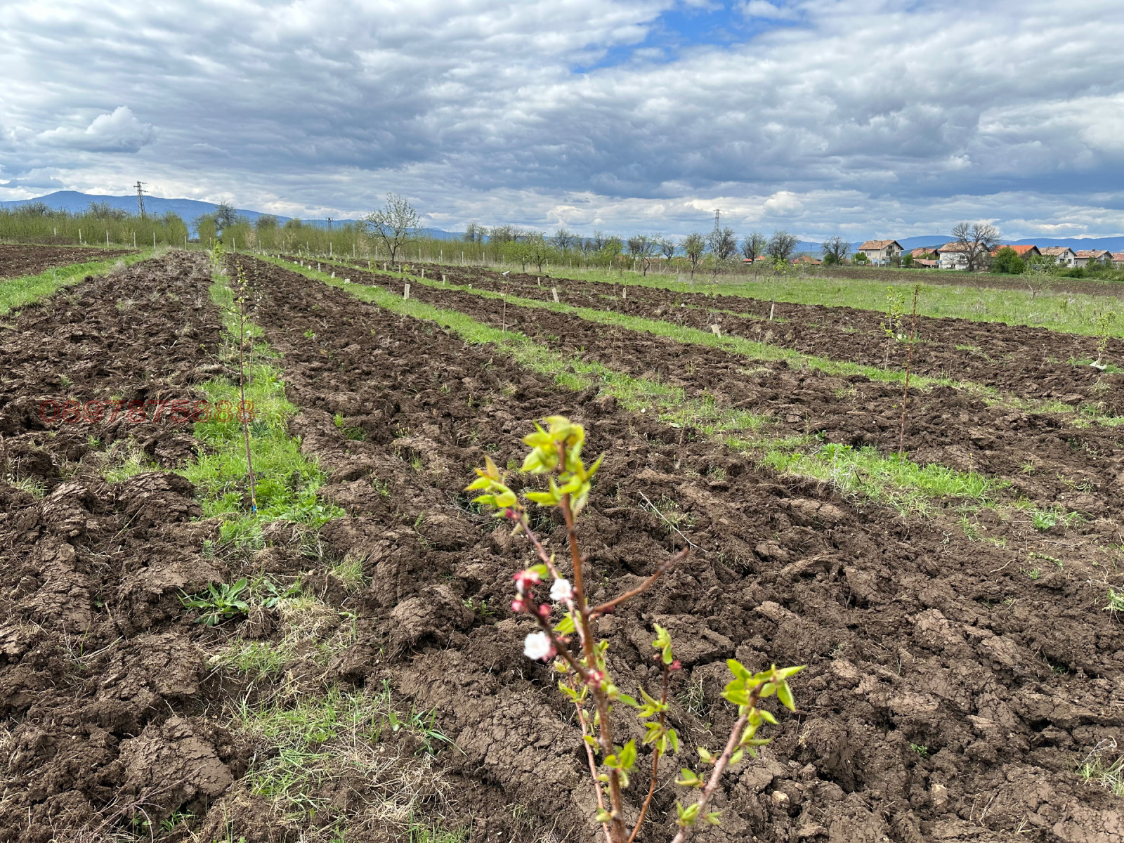 Продава ЗЕМЕДЕЛСКА ЗЕМЯ, с. Багренци, област Кюстендил, снимка 5 - Земеделска земя - 53877833