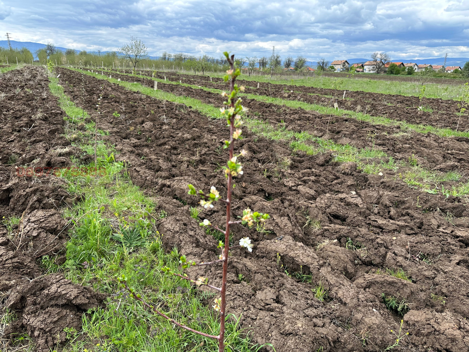 Продава ЗЕМЕДЕЛСКА ЗЕМЯ, с. Багренци, област Кюстендил, снимка 4 - Земеделска земя - 53877833