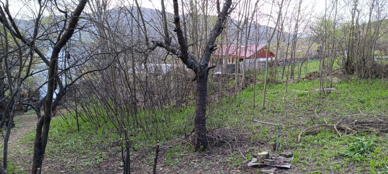 Продается  Сюжет область София , Петрич , 350 кв.м | 88537123 - изображение [4]