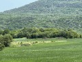 Продава ЗЕМЕДЕЛСКА ЗЕМЯ, с. Църква, област Добрич, снимка 12