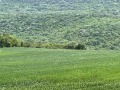 Продава ЗЕМЕДЕЛСКА ЗЕМЯ, с. Църква, област Добрич, снимка 10