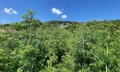 Продава ПАРЦЕЛ, с. Рогачево, област Добрич, снимка 2