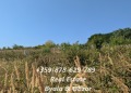 Продава ПАРЦЕЛ, област Варна, гр. Бяла • 178000 € • 78134526 — Holmes.bg