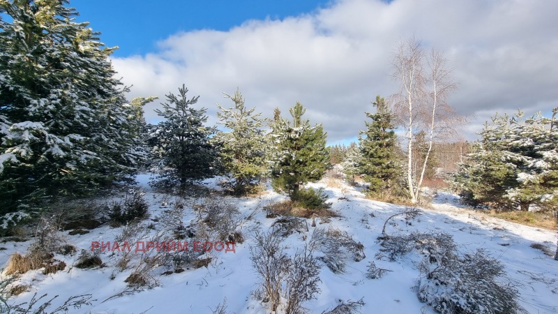 À vendre  Parcelle région Smolyan , k.k. Pamporovo , 1781 m² | 55965507 - image [7]