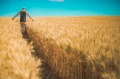 Продава  Земеделска земя област Добрич , с. Краище , 43 дка | 61921757