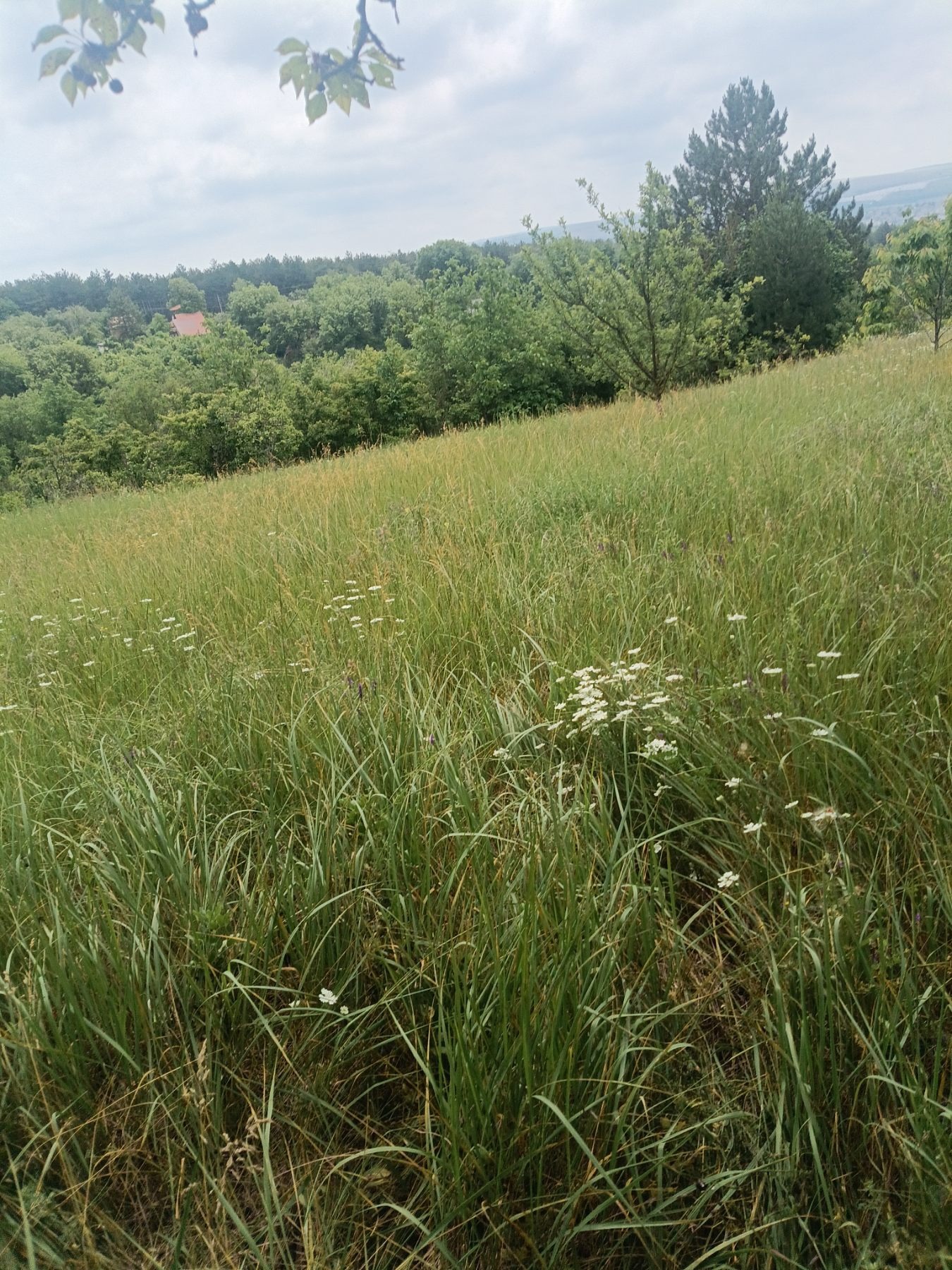 Продава ПАРЦЕЛ, гр. Разград, Промишлена зона - Запад, снимка 3 - Парцели - 54788223