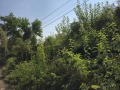Продава ПАРЦЕЛ, област Велико Търново, с. Джулюница • 12000 € • 34991474 — Holmes.bg