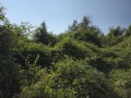 Продава ПАРЦЕЛ, област Велико Търново, с. Джулюница • 12000 € • 34991474 — Holmes.bg