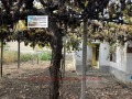 Продава КЪЩА, с. Звъничево, област Пазарджик, снимка 2