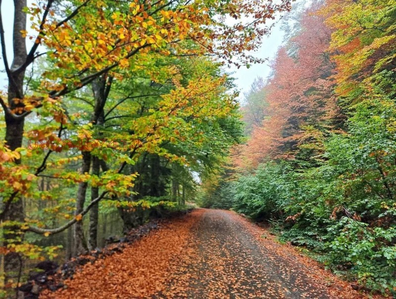 Продава ПАРЦЕЛ, с. Бели Осъм, област Ловеч, снимка 2 - Парцели - 52779981