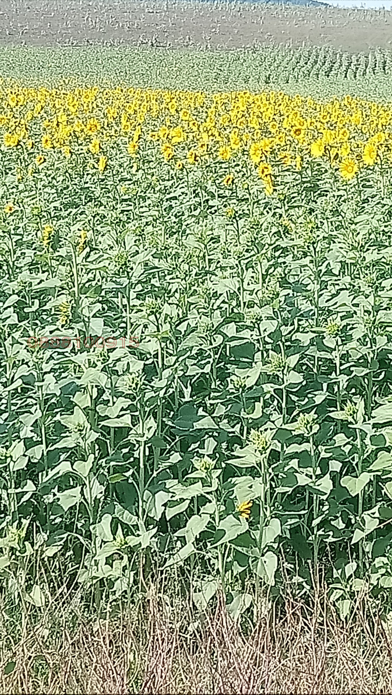 Продава ЗЕМЕДЕЛСКА ЗЕМЯ, гр. Павликени, област Велико Търново, снимка 3 - Земеделска земя - 52778809