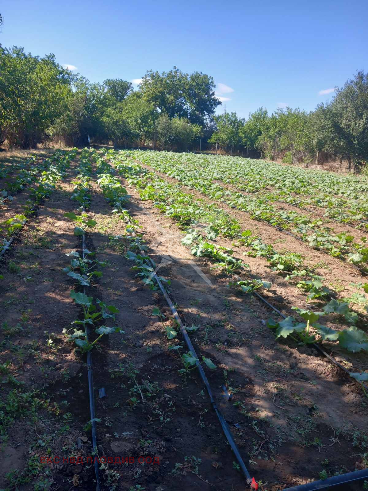 Продава КЪЩА, с. Цалапица, област Пловдив, снимка 5 - Къщи - 53898503