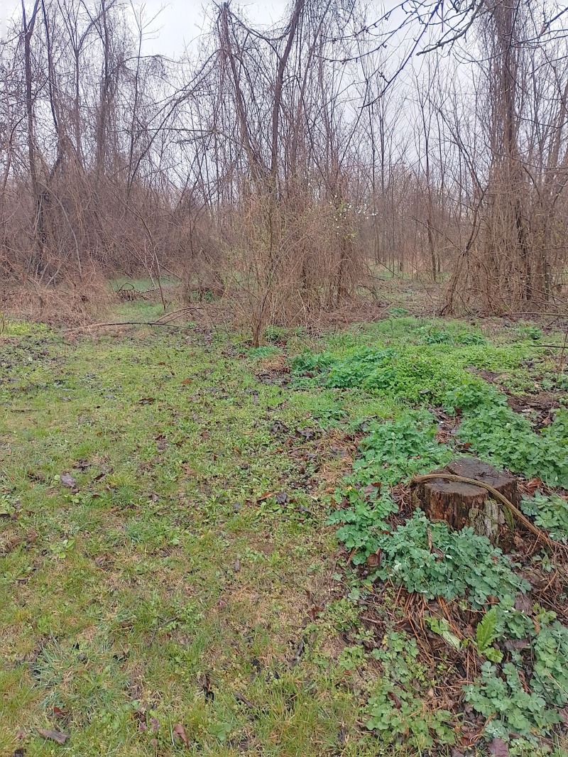 Продава ПАРЦЕЛ в област Разград, с. Пороище - 1500 кв.м / 30 000 € » 58 674.90 лв., РОС -НЕДВИЖИМИ ИМОТИ