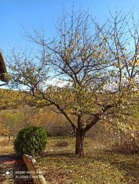 Hus Topolnitsa, region Kyustendil 9