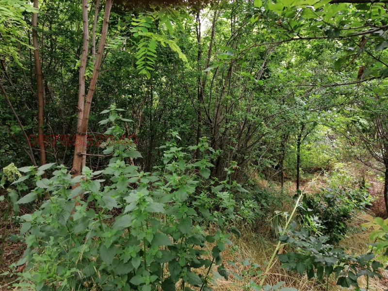 Продава ПАРЦЕЛ, гр. Койнаре, област Плевен, снимка 6 - Парцели - 52784792