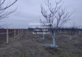 Продава  Земеделска земя област Пловдив , с. Цалапица , 6 дка | 36032547 - изображение [3]