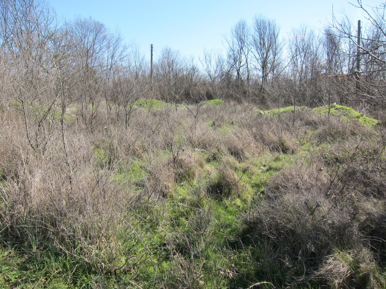 Продава ПАРЦЕЛ, с. Кривня, област Варна, снимка 11 - Парцели - 53581030