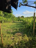 Продава КЪЩА, с. Бръшляница, област Плевен, снимка 3