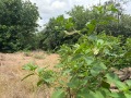Продава КЪЩА, с. Горан, област Ловеч, снимка 7