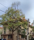 Продава ЕТАЖ ОТ КЪЩА, град Враца, Център • 500000 лв. / 255645.94 € • 63022631 7