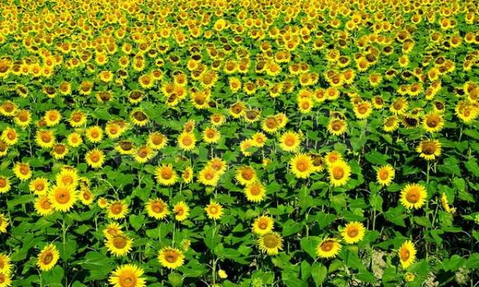 Продава ПАРЦЕЛ | Imot.bg — изображение 4