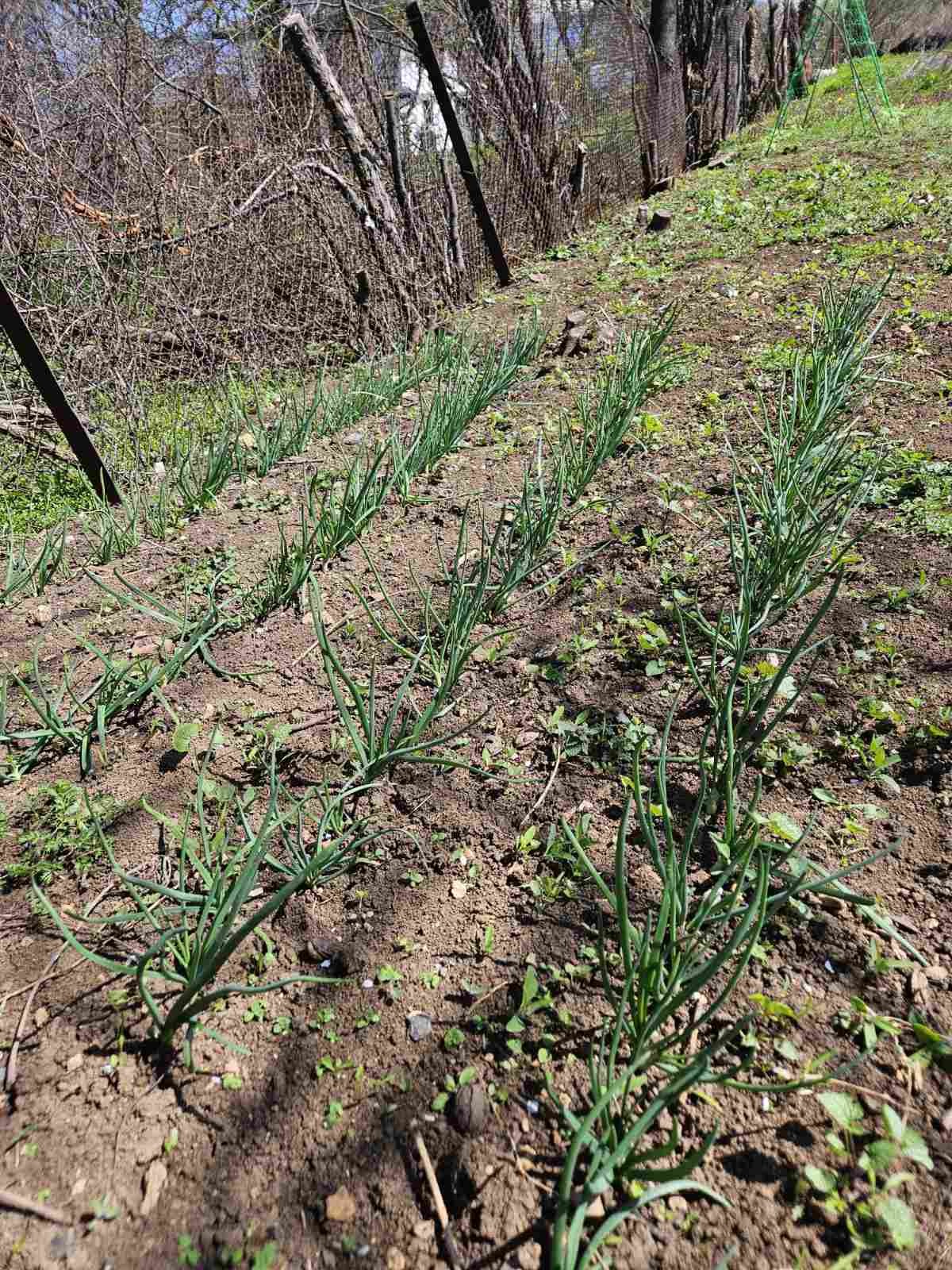 Продава ПАРЦЕЛ, с. Кралев дол, област Перник, снимка 6 - Парцели - 54347132