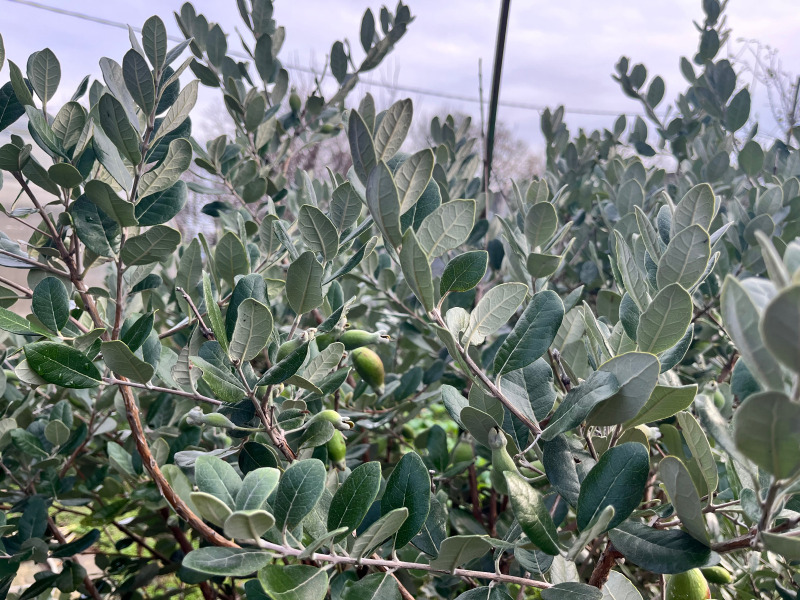 Продава КЪЩА, гр. Варна, м-т Манастирски рид, снимка 3 - Къщи - 52681953