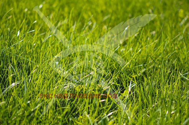 Продава ПАРЦЕЛ, с. Браниполе, област Пловдив