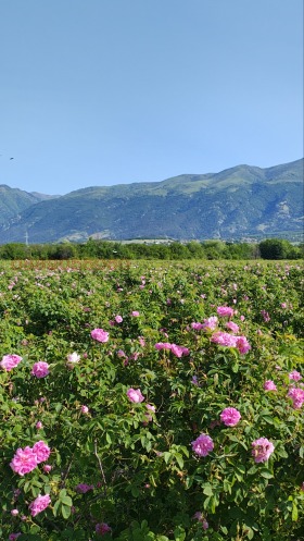 ����� ������� ���������� ����,��. �������, ������ �������