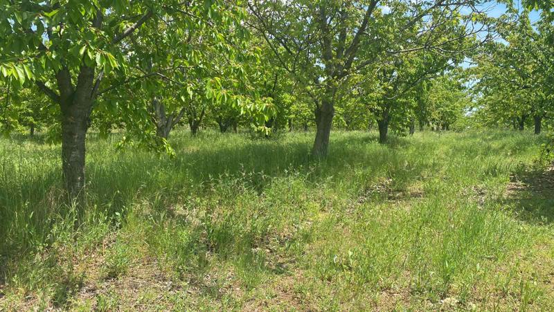 For Sale  Land region Kyustendil , Gorna Grashtitsa , 2.6 dka | 99413295 - image [2]