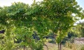 Продава  Къща област Кюстендил , гр. Сапарева баня , 60 кв.м | 61248925 - изображение [17]