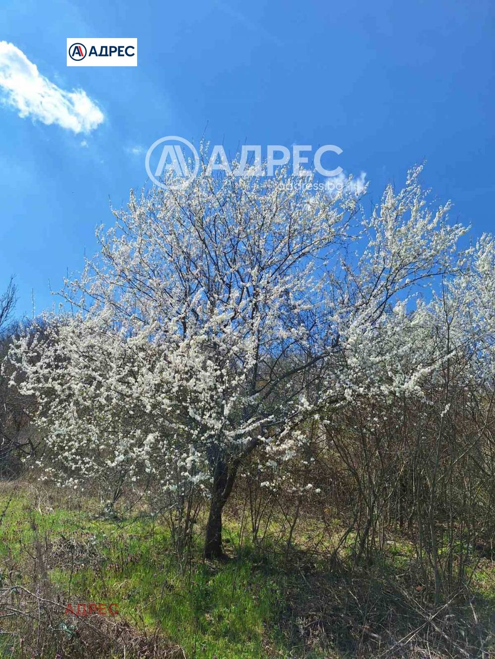 Продава ПАРЦЕЛ, с. Осеново, област Варна, снимка 14 - Парцели - 54227710