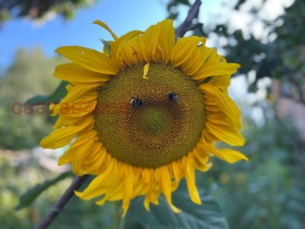 ������� ���� | Imot.bg � ����� ������ 1