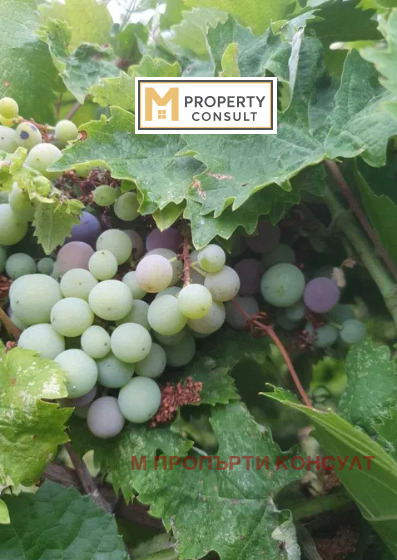 Продава КЪЩА, с. Пещерна, област Ловеч, снимка 10 - Къщи - 52321391