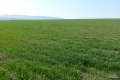 Продава ЗЕМЕДЕЛСКА ЗЕМЯ, с. Александрово, област Бургас, снимка 2