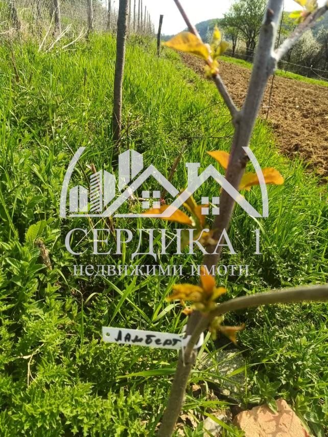 Eladó  Cselekmény régió Kyustendil , Zgurovo , 3799 négyzetméter | 27500461 - kép [4]