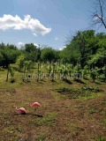 Продава ПАРЦЕЛ, град Велико Търново, Зона Б • 120000 € / 234699.60 лв. • 24871074 1