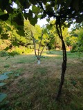 Продава КЪЩА, област Плевен, с. Горталово • 38000 € • 80814458 — Holmes.bg