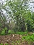 Продава ПАРЦЕЛ, с. Гривица, област Плевен, снимка 2