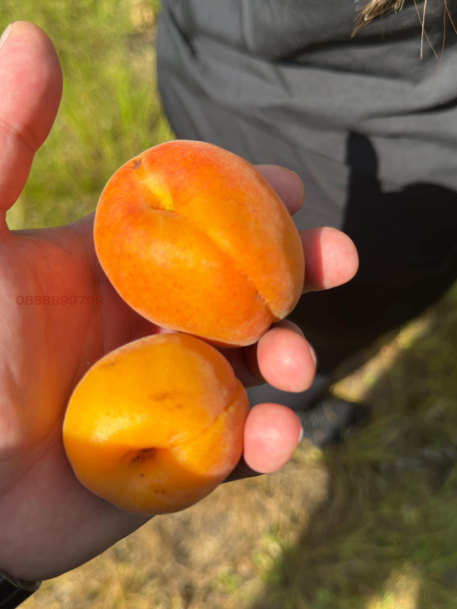 Продава ЗЕМЕДЕЛСКА ЗЕМЯ | Imot.bg — изображение 11