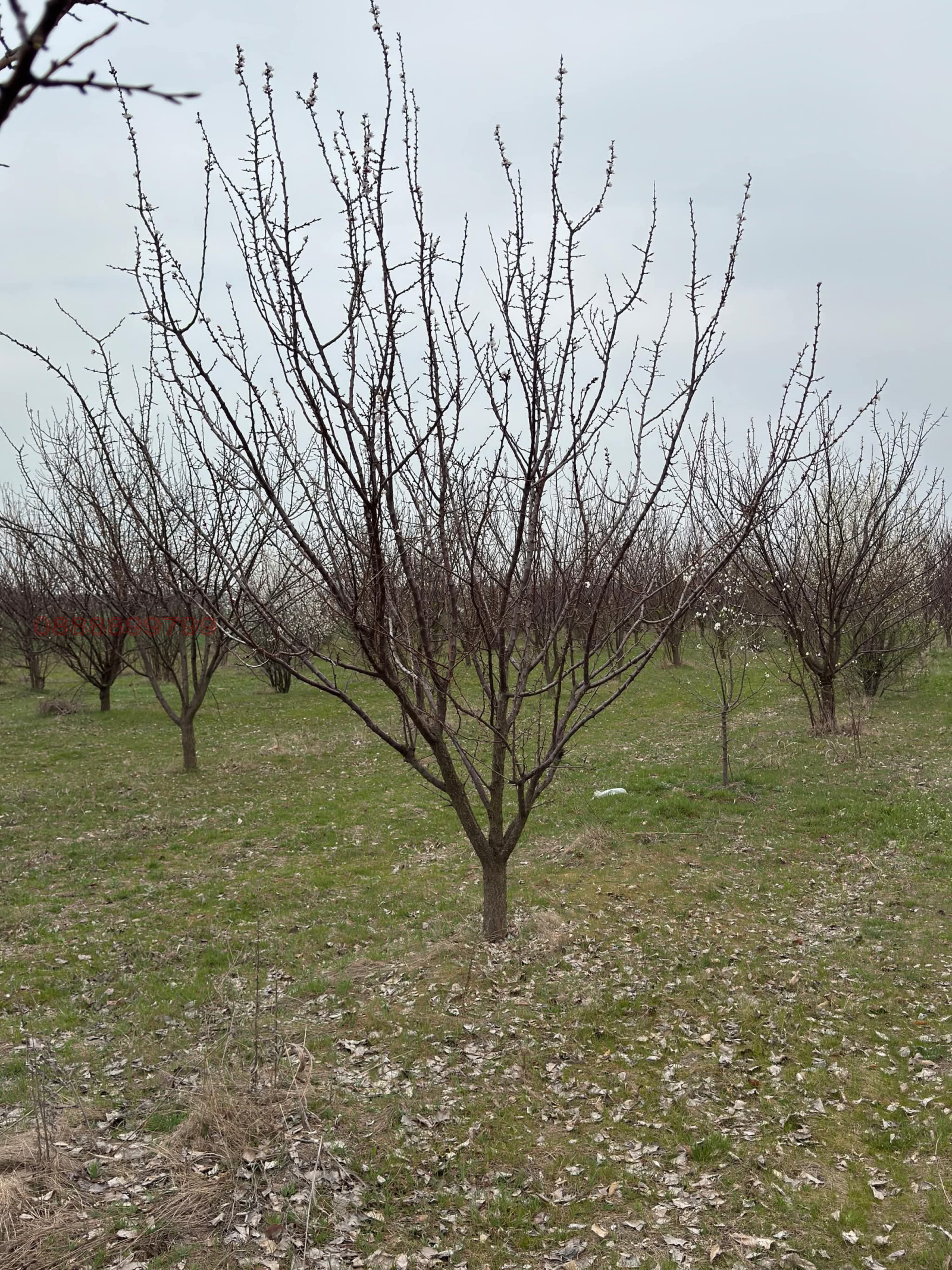 Продава ЗЕМЕДЕЛСКА ЗЕМЯ | Imot.bg — изображение 6