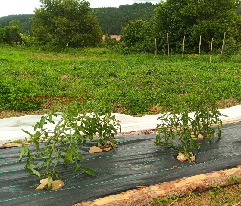 Продава ЗЕМЕДЕЛСКА ЗЕМЯ, с. Згурово, област Кюстендил, снимка 7 - Земеделска земя - 52793019