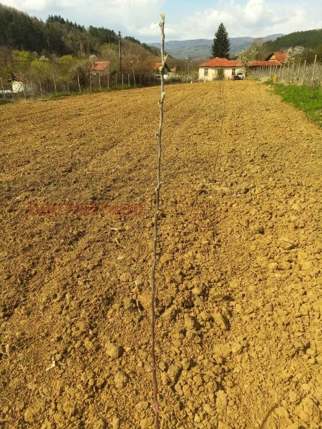 Продава ЗЕМЕДЕЛСКА ЗЕМЯ, с. Згурово, област Кюстендил, снимка 10 - Земеделска земя - 52793019