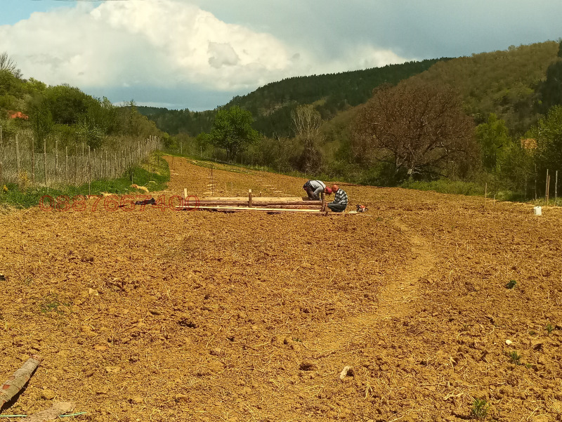 Продава ЗЕМЕДЕЛСКА ЗЕМЯ, с. Згурово, област Кюстендил, снимка 5 - Земеделска земя - 52793019