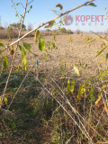 Продава ПАРЦЕЛ, с. Памукчии, област Стара Загора, снимка 2