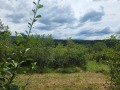 Продава ПАРЦЕЛ, с. Гумощник, област Ловеч, снимка 1