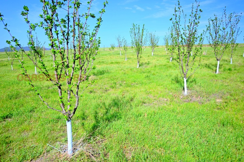 Продава ЗЕМЕДЕЛСКА ЗЕМЯ, гр. Елена, област Велико Търново, снимка 5 - Земеделска земя - 52780302