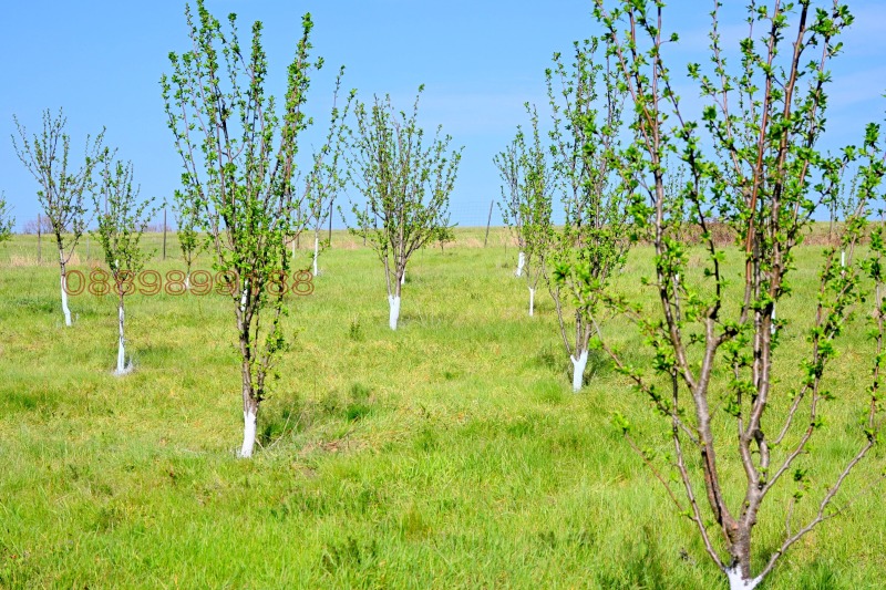 Продава ЗЕМЕДЕЛСКА ЗЕМЯ, гр. Елена, област Велико Търново, снимка 3 - Земеделска земя - 52780302