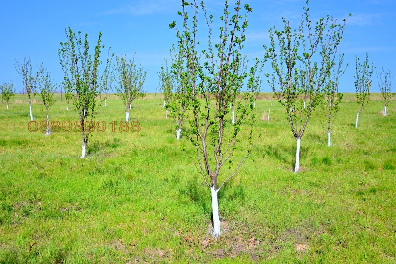 Продава ЗЕМЕДЕЛСКА ЗЕМЯ, гр. Елена, област Велико Търново, снимка 4 - Земеделска земя - 52780302